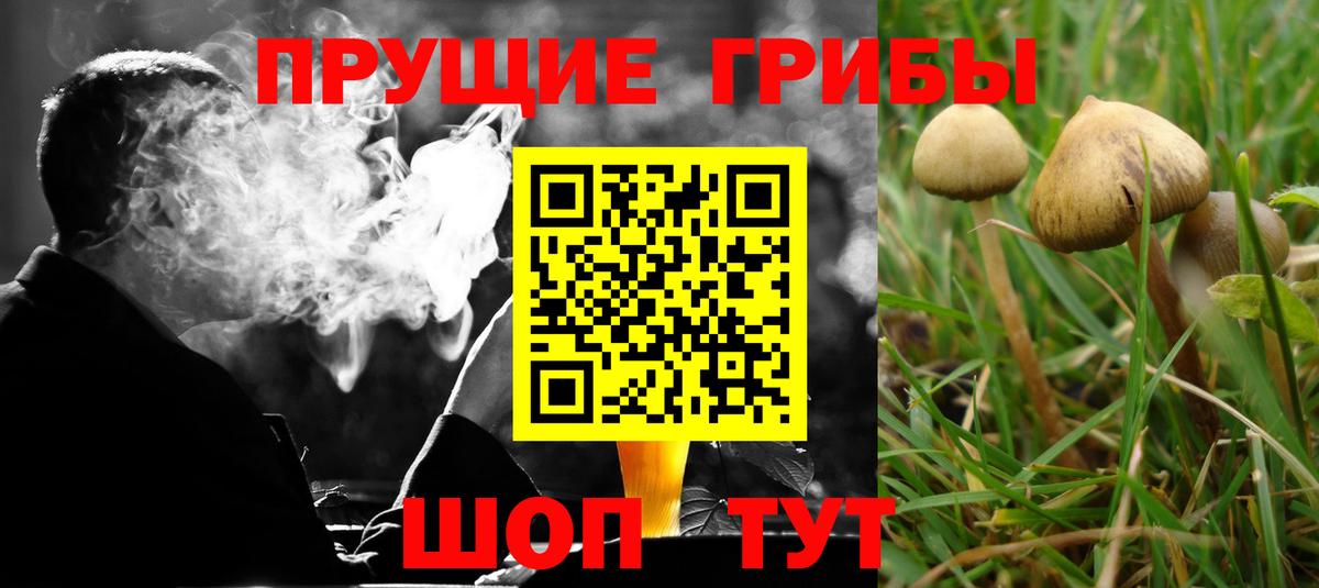 Галлюциногенные грибы Cubensis  Вход с VPN  Шебекино 